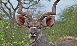 Greater Kudu (Tragelaphus strepsiceros) (6002138032).jpg