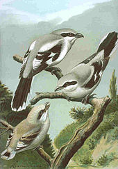 Great Grey Shrike