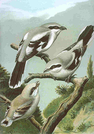 Greatgreyshrike.JPG