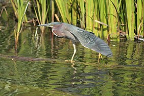 Green Heron