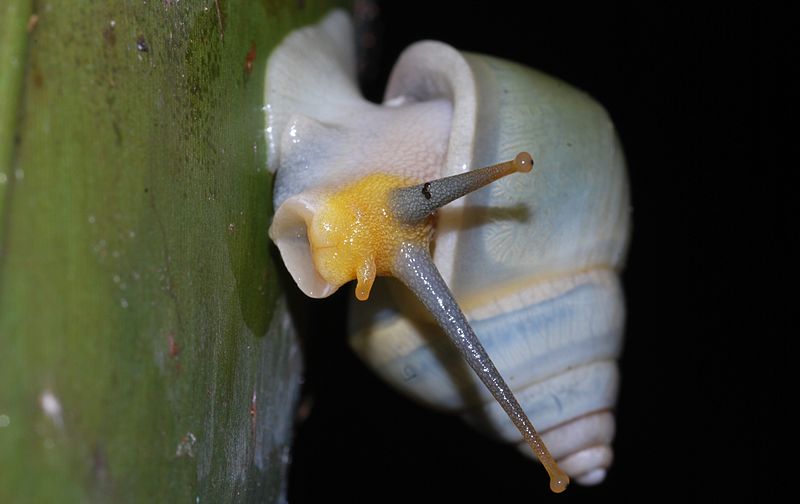 File:Green Snail (Amphidromus atricallosus perakensis) (8689693152).jpg