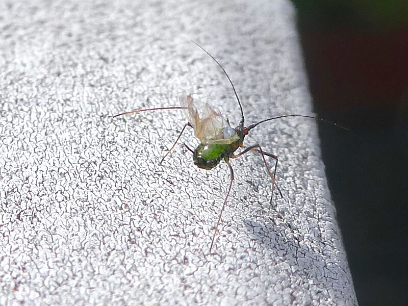 File:Green aphid with red eyes and wings - 3.jpg