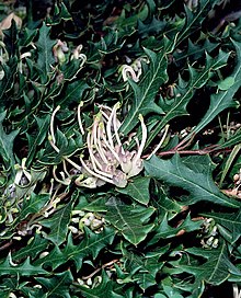 Grevillea renwickiana.jpg