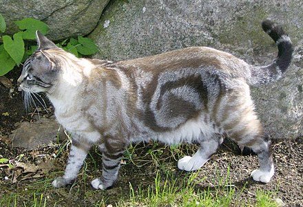 agouti tabby