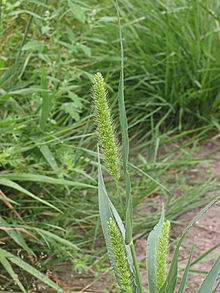 Groene naaldaar aarpluim (Setaria viridis).jpg