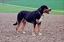 A full-grown Greater Swiss Mountain Dog Grosser Schweizer Sennenhund.jpg