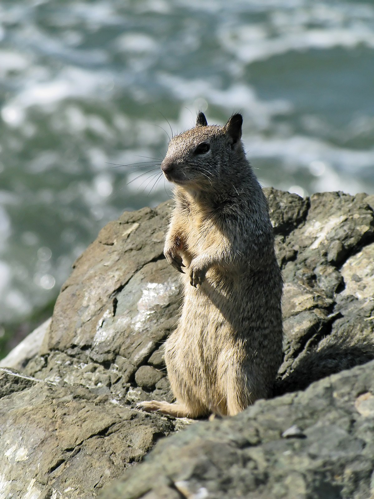 Ground squirrel  Wikipedia