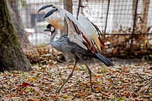 Grue royale un oiseau coloré.jpg