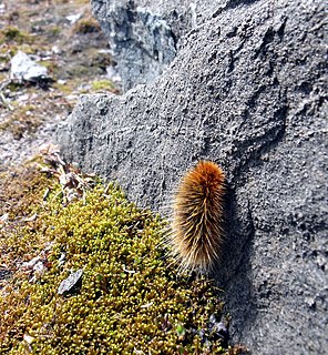 <i>Gynaephora groenlandica</i> species of insect