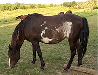 Mustang español