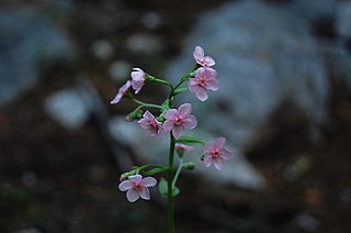 <i>Hackelia mundula</i> Species of flowering plant