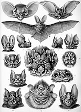 Bats, by Ernst Haeckel, 1904