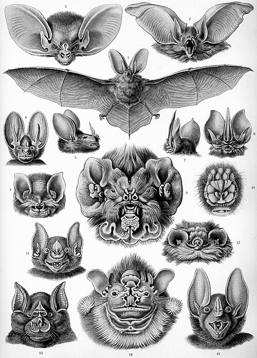 "Chiroptera" from Ernst Haeckel's Kunstformen der Natur, 1904