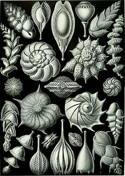 Haeckel Thalamophora 81.jpg