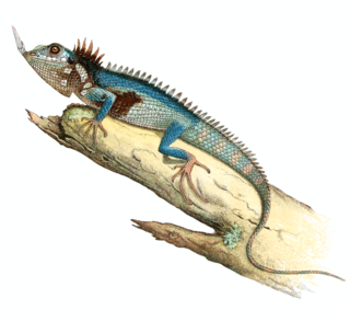 <i>Harpesaurus modiglianii</i> Species of lizard