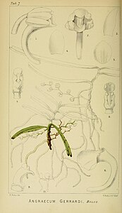 plate 7 Angraecum gerrardii Rhipidoglossum xanthopollinium