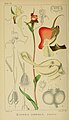 Harry Bolus - Orchids of South Africa - volume I plate 089 (1896).jpg