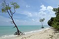 Lonely mangrove trees, tropical sea, Andaman Islands