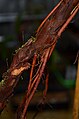 Aerial roots