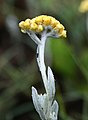 Helichrysum auronitens