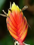 Heliconia episcopalis - Flickr - Alejandro Bayer (1).jpg