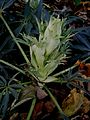 Helleborus foetidus flower buds