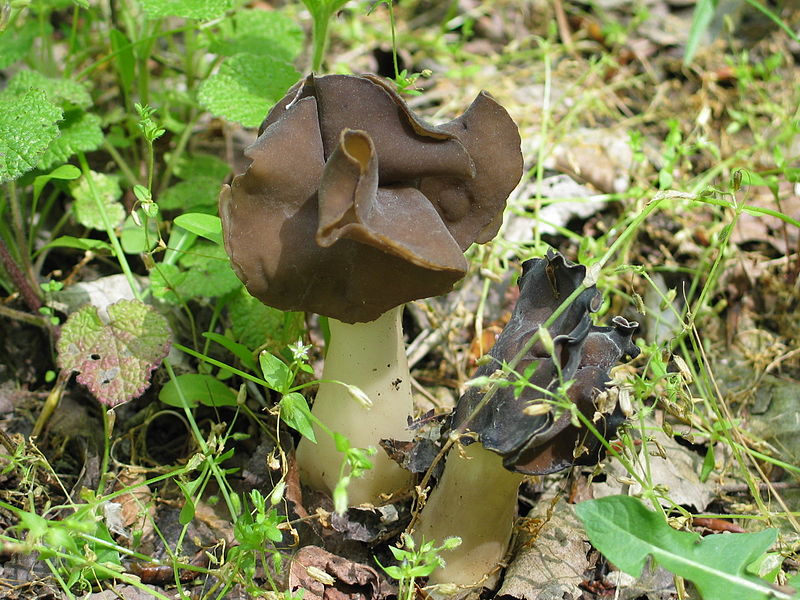 File:Helvella leucopus.jpg