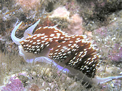 Hermissenda crassicornis, San Clemente Island