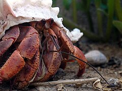 Caribbean hermit crab