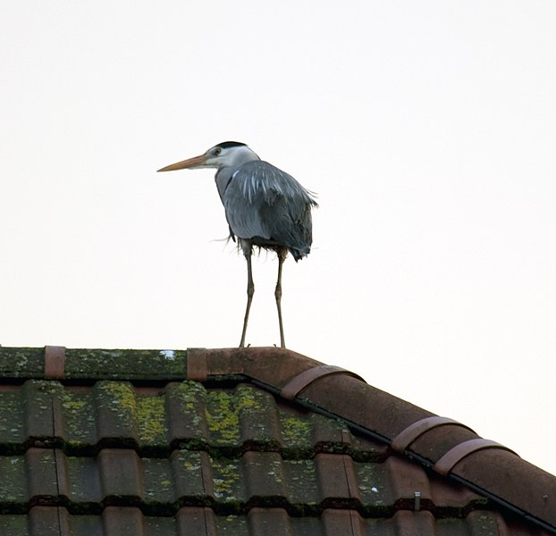 File:Heron on the roof (4484911466).jpg