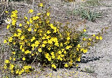 Hibbertia hypericoides.jpg