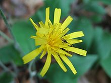 Hieracium murorum.jpeg