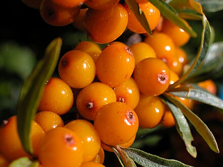 Sea buckthorn перевод. Облепиха Чуйская. Облепиха золотой початок. Облепиха Hippophae. Облепиха Трофимовская.