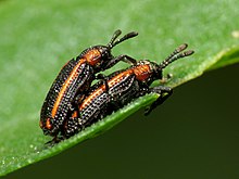 Hispine Leafbeetle (33502025495).jpg