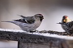 Thumbnail for File:Hoary Redpoll (5308045199).jpg