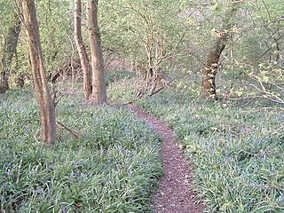 <span class="mw-page-title-main">Holwell Mouth</span>