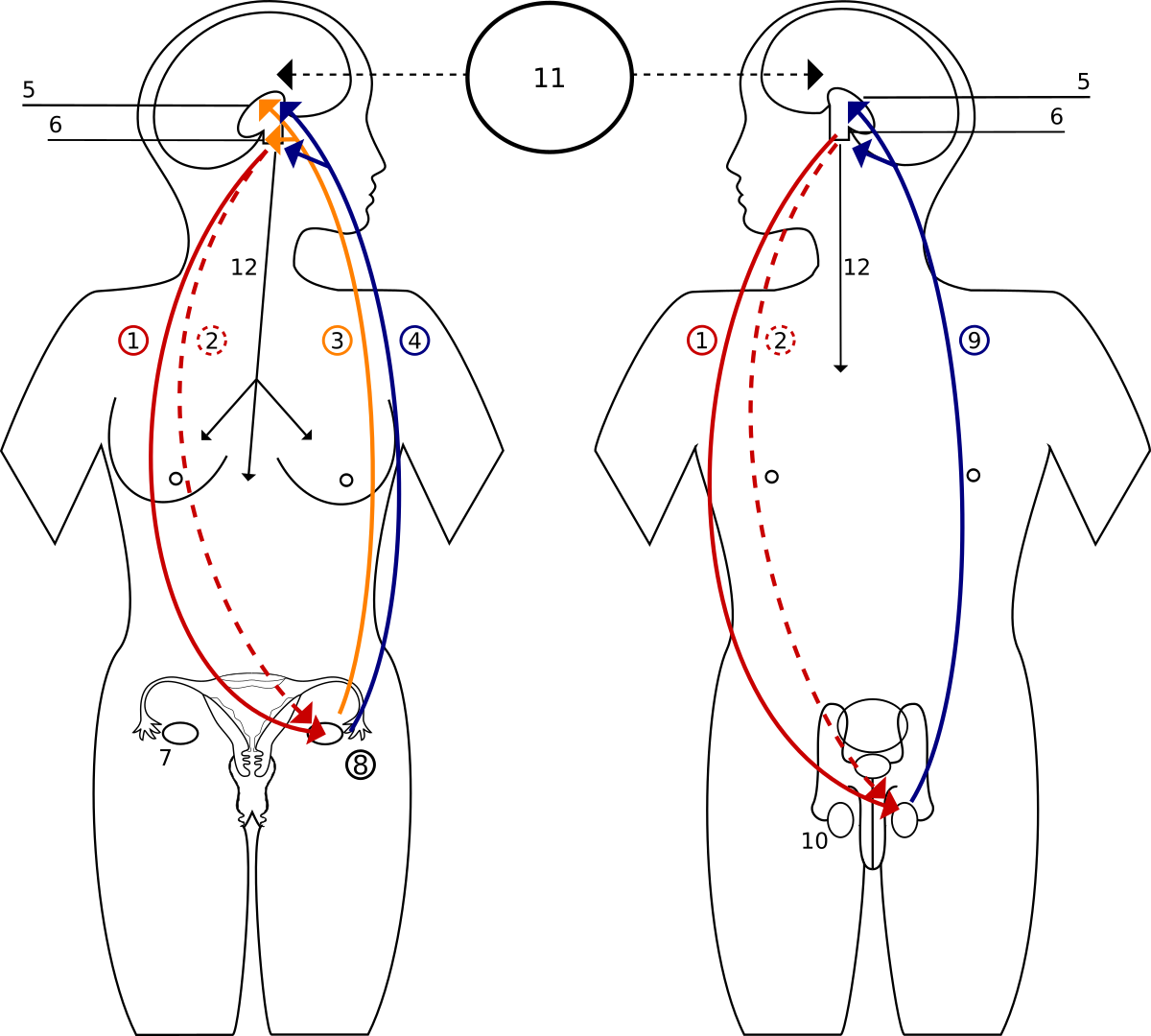 Pubertad y cambios en tu cuerpo