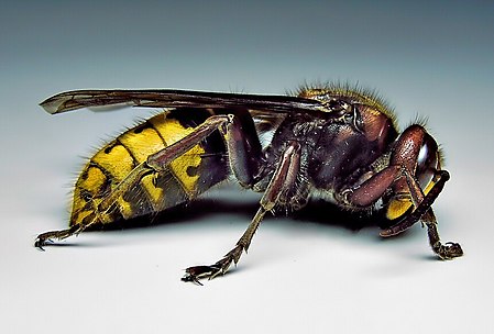 Vespa crabro