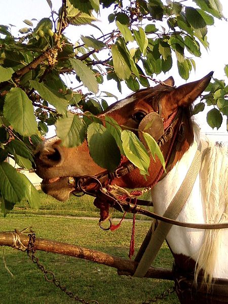 File:Horse eating tree leaves.jpg