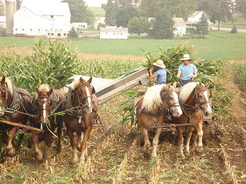 Amish horses at work in north west Pennsilvania