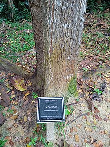 Horsfieldia superba at Kepong Botanical Garden, Taman Ehsan (221030).jpg