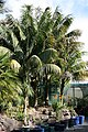 In cultivation at Kerikeri, New Zealand