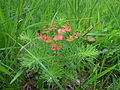 pryšec chvojka (Euphorbia cyparissias) don Pedro