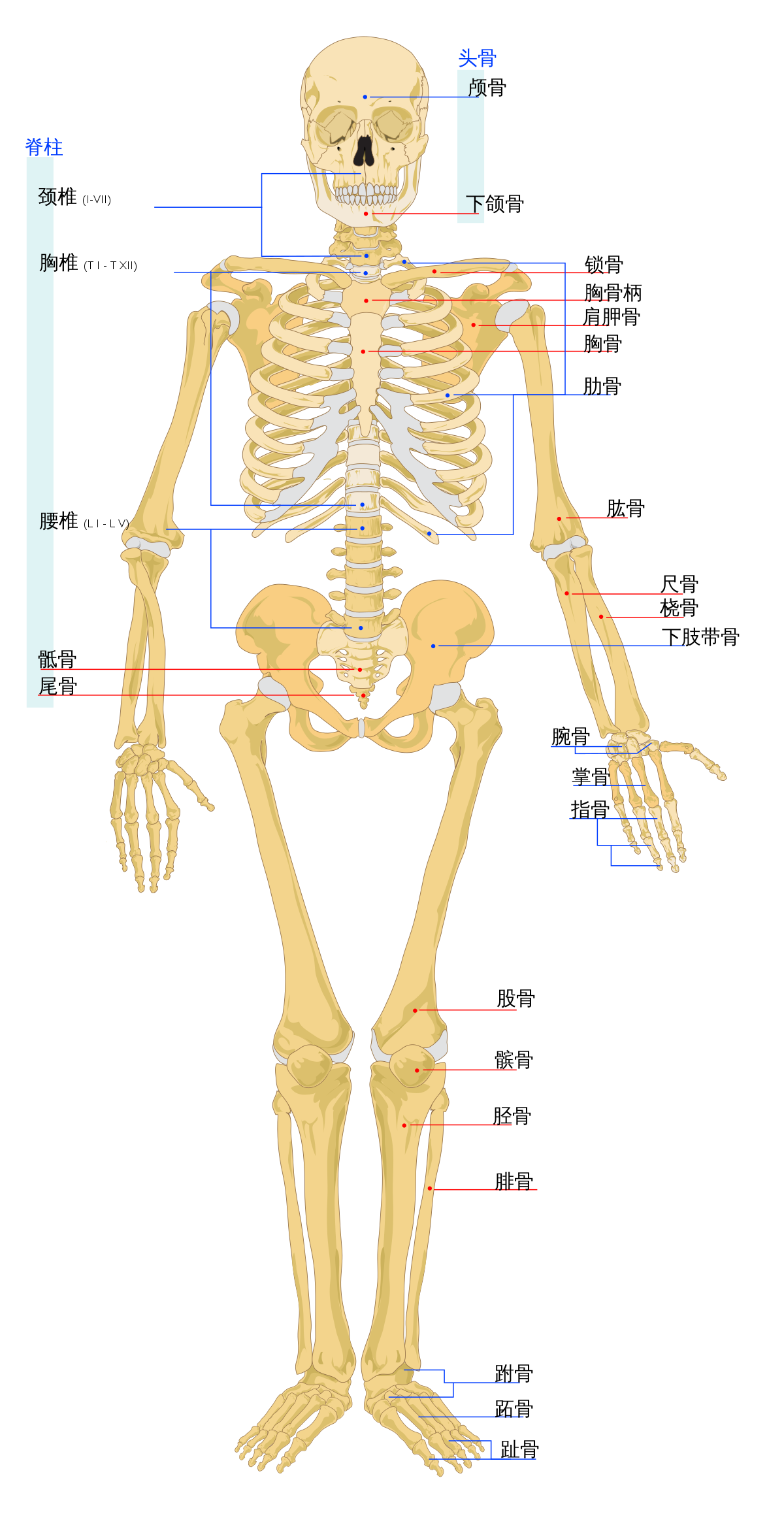 File:Human skeleton front zh.svg - 维基百科，自由的百科全书