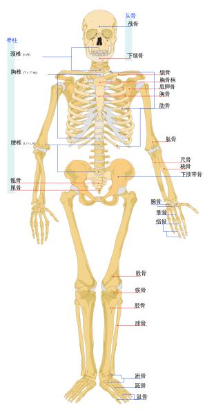 File:Human skeleton front zh.svg