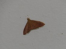 Hyalobathra illectalis (15687069788) .jpg