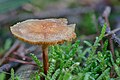 * Nomination Deep root mushroom (Xerula radicata), Hartelholz, Munich --Poco a poco 09:25, 30 November 2020 (UTC) * Promotion  Support Good quality. --Tesla Delacroix 10:10, 30 November 2020 (UTC)