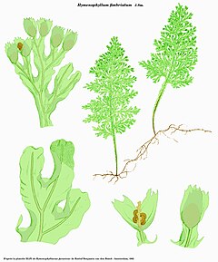 Description de l'image Hymenophyllum fimbriatum.jpg.