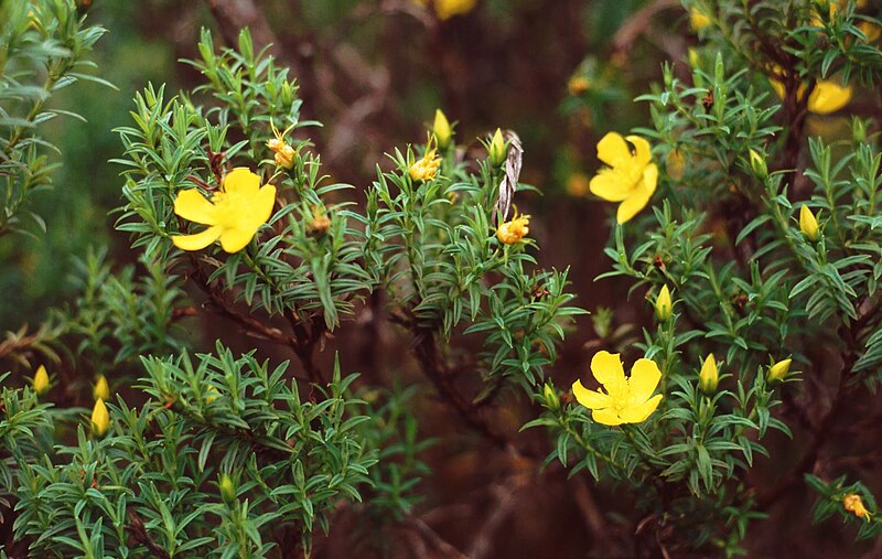 File:Hypericum irazuense.jpg