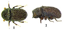 Hypoborus ficus (10.3897-zookeys.710.15047) Figures 1-2.jpg